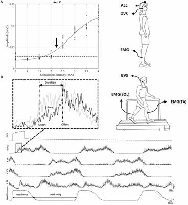 Effect of galvanic vestibular stimulation applied at the onset of stance on muscular activity and gait cycle duration in healthy individuals